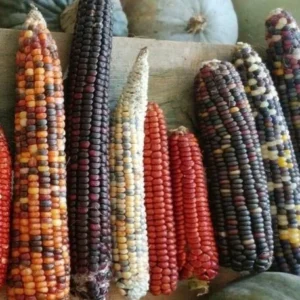 Heirloom Corn Seeds - 200 Native American Organic Decorative Flour, Non-GMO - Image 2