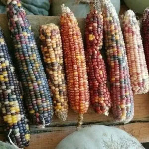 Heirloom Corn Seeds - 200 Native American Organic Decorative Flour, Non-GMO - Image 7