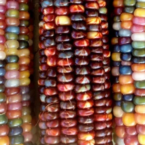 Heirloom Glass Gem Indian Corn Seeds - 300 Rainbow Organic Non-GMO for Planting - Image 1