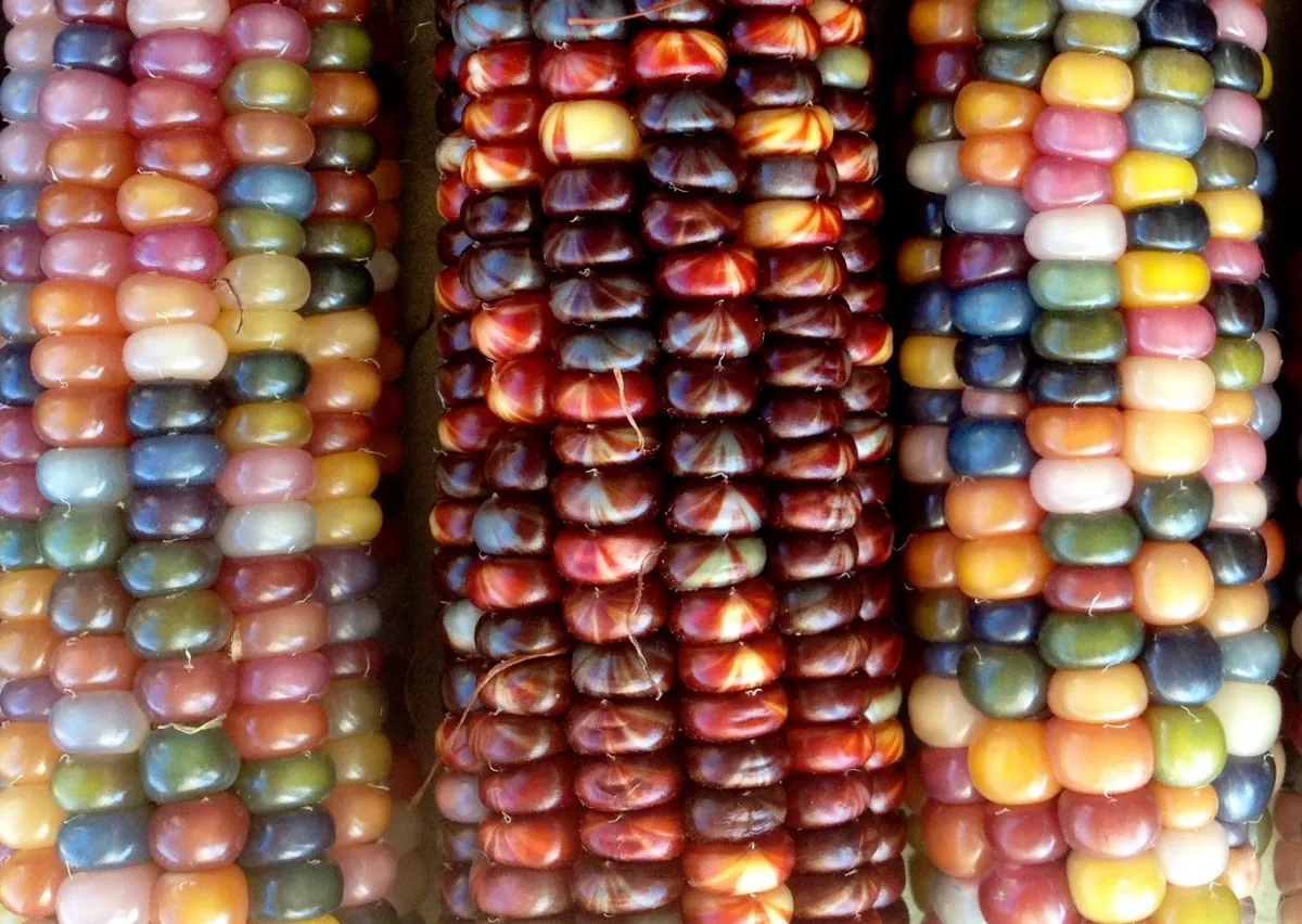 Heirloom Glass Gem Indian Corn Seeds - 300 Rainbow Organic Non-GMO for Planting - Image 5