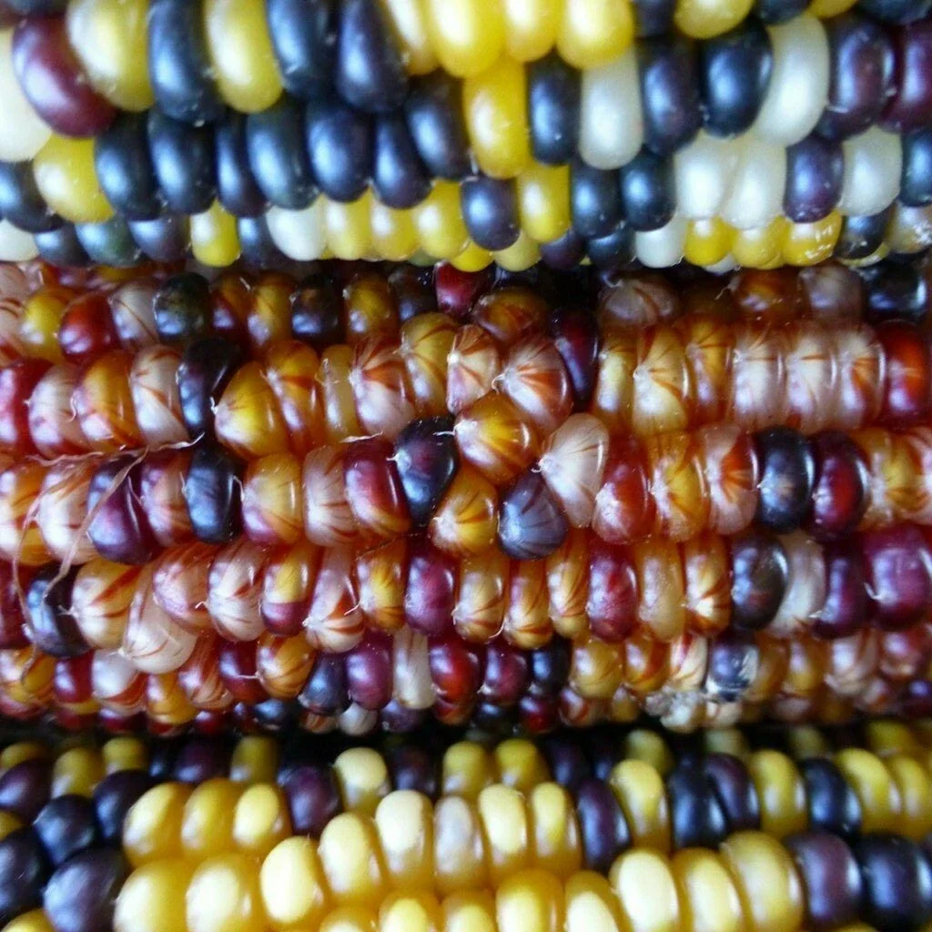 Heirloom Glass Gem Indian Corn Seeds - 300 Rainbow Organic Non-GMO for Planting - Image 6