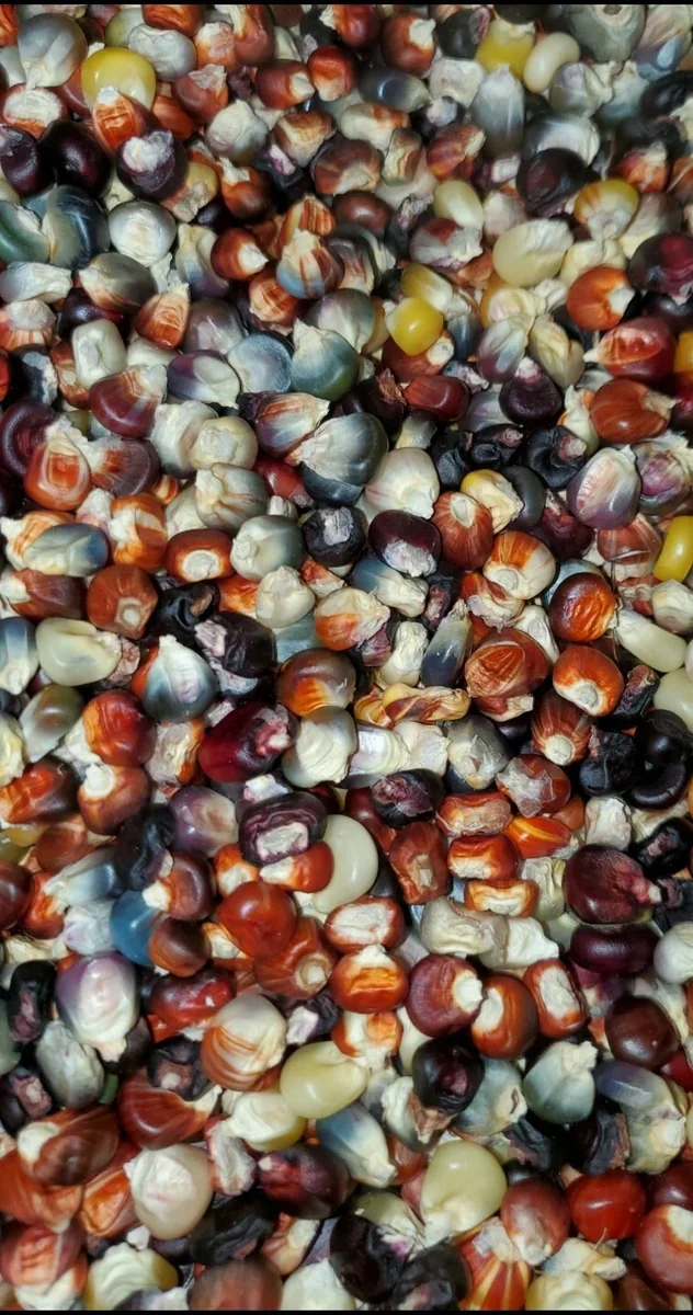 Heirloom Glass Gem Indian Corn Seeds - 300 Rainbow Organic Non-GMO for Planting - Image 7