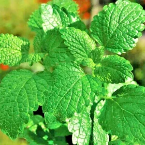 Heirloom Peppermint Herb Seeds - Non-GMO Mentha Seeds for Indoor & Outdoor - Image 2