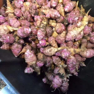 Heirloom Purple Jerusalem Artichoke Tubers - Organic Sunchokes for Planting - Image 2