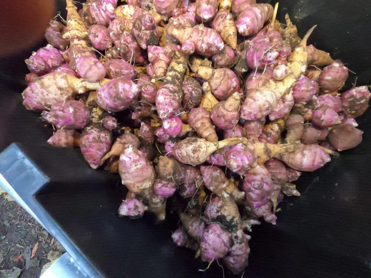 Heirloom Purple Jerusalem Artichoke Tubers - Organic Sunchokes for Planting - Image 2