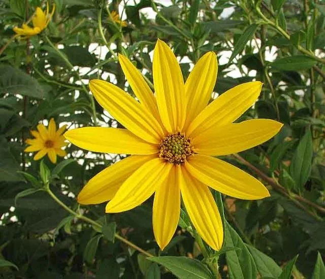 Heirloom Purple Jerusalem Artichoke Tubers - Organic Sunchokes for Planting - Image 3