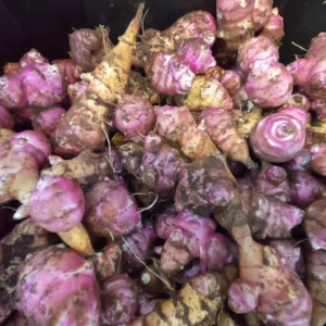 Heirloom Purple Jerusalem Artichoke Tubers - Organic Sunchokes for Planting - Image 4