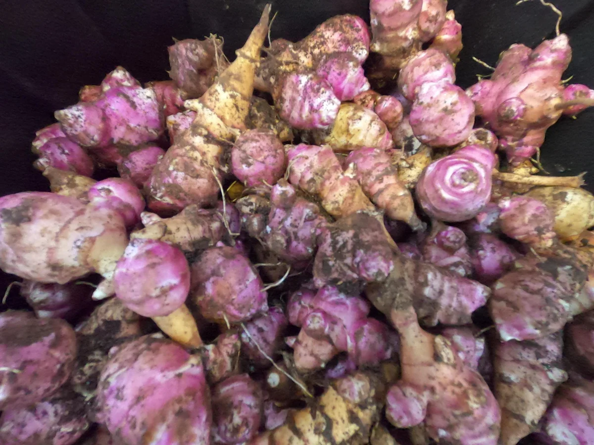 Heirloom Purple Jerusalem Artichoke Tubers - Organic Sunchokes for Planting - Image 4