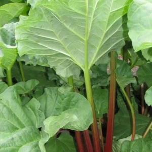 Heirloom Rhubarb Seeds - 25 Organic Perennial Vegetable Garden Seeds - Image 9