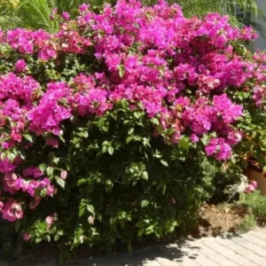 Helen Bougainvillea Starter Plants - 2-Pack Live Vine, 4-10