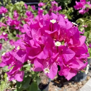 Helen Bougainvillea Starter Plants - 2-Pack Live Vine, 4-10" Tall - Hardy Flower - Image 1