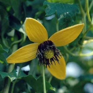 Helios Tangutica Clematis Live Plant – Yellow Blooms – 2.5 inch Pot – Outdoor - Image 2