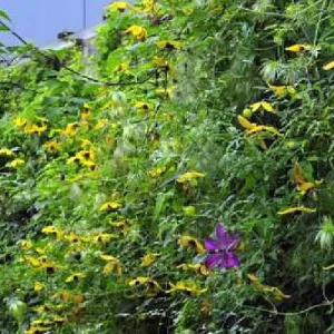 Helios Tangutica Clematis Live Plant – Yellow Blooms – 2.5 inch Pot – Outdoor - Image 4