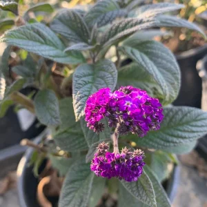 Heliotrope Fragrant Delight Live Plant - Vanilla Scent, Dark Purple Flowers, 1 Gallon Pot - Image 1