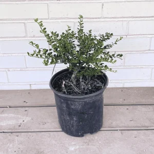 Helleri Japanese Holly Live Plant - Ilex Crenata 'Helleri' - 1 Gallon Potted Shrub - Image 2