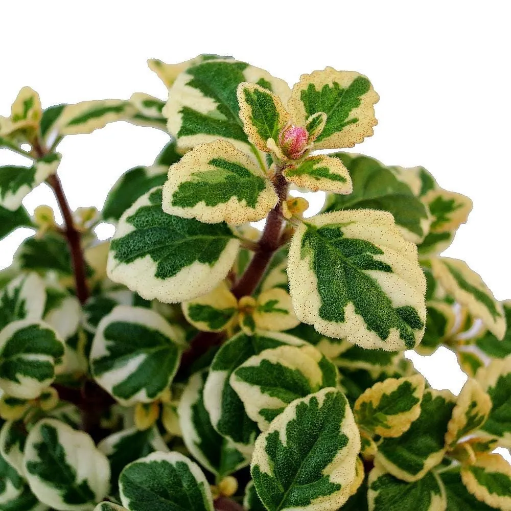 Hemizygia Kandy Kisses Live Plant – 2.5" Pot – Lavender Pink Flowers - Image 2