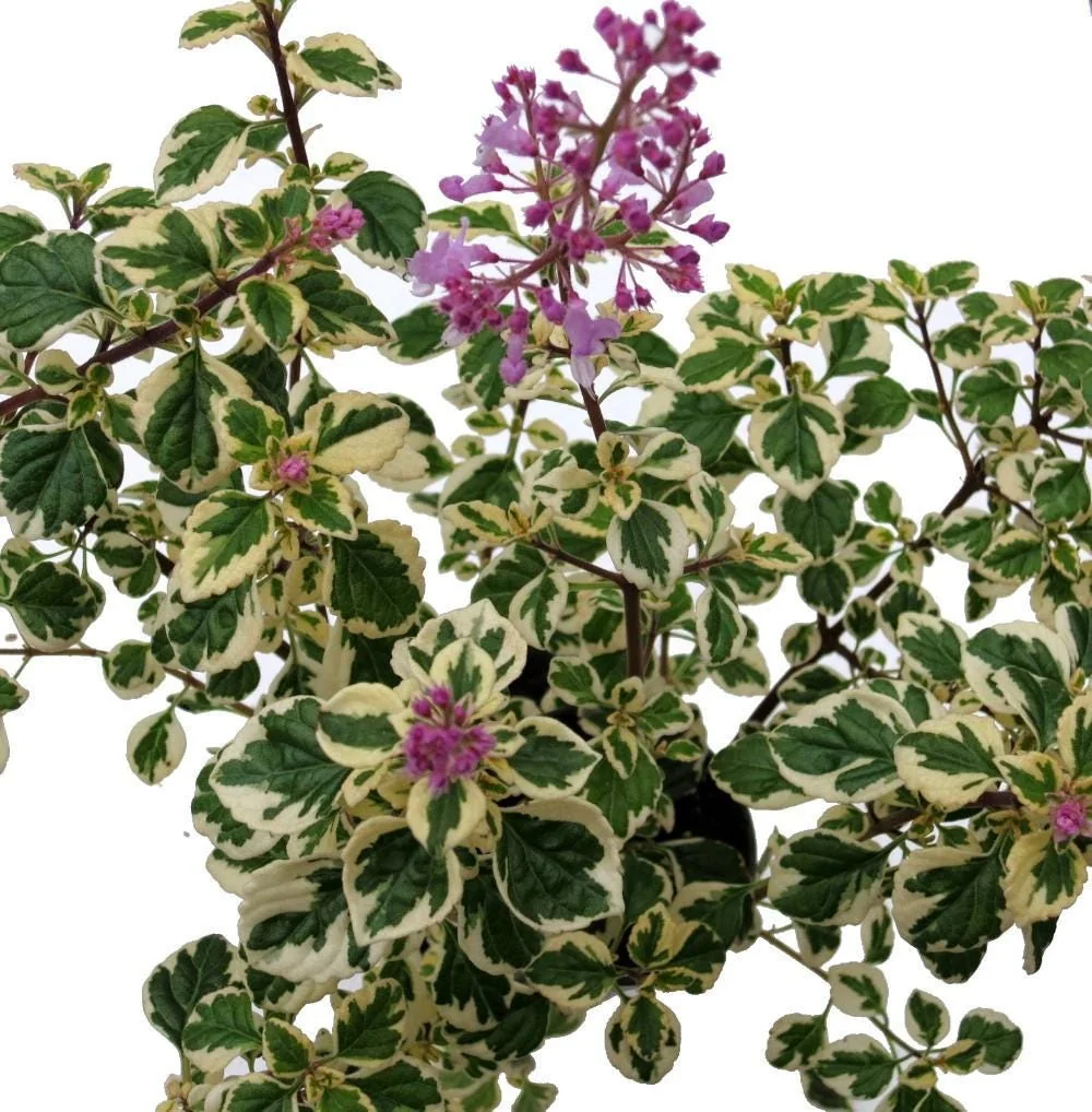 Hemizygia Kandy Kisses Live Plant – 2.5" Pot – Lavender Pink Flowers - Image 3