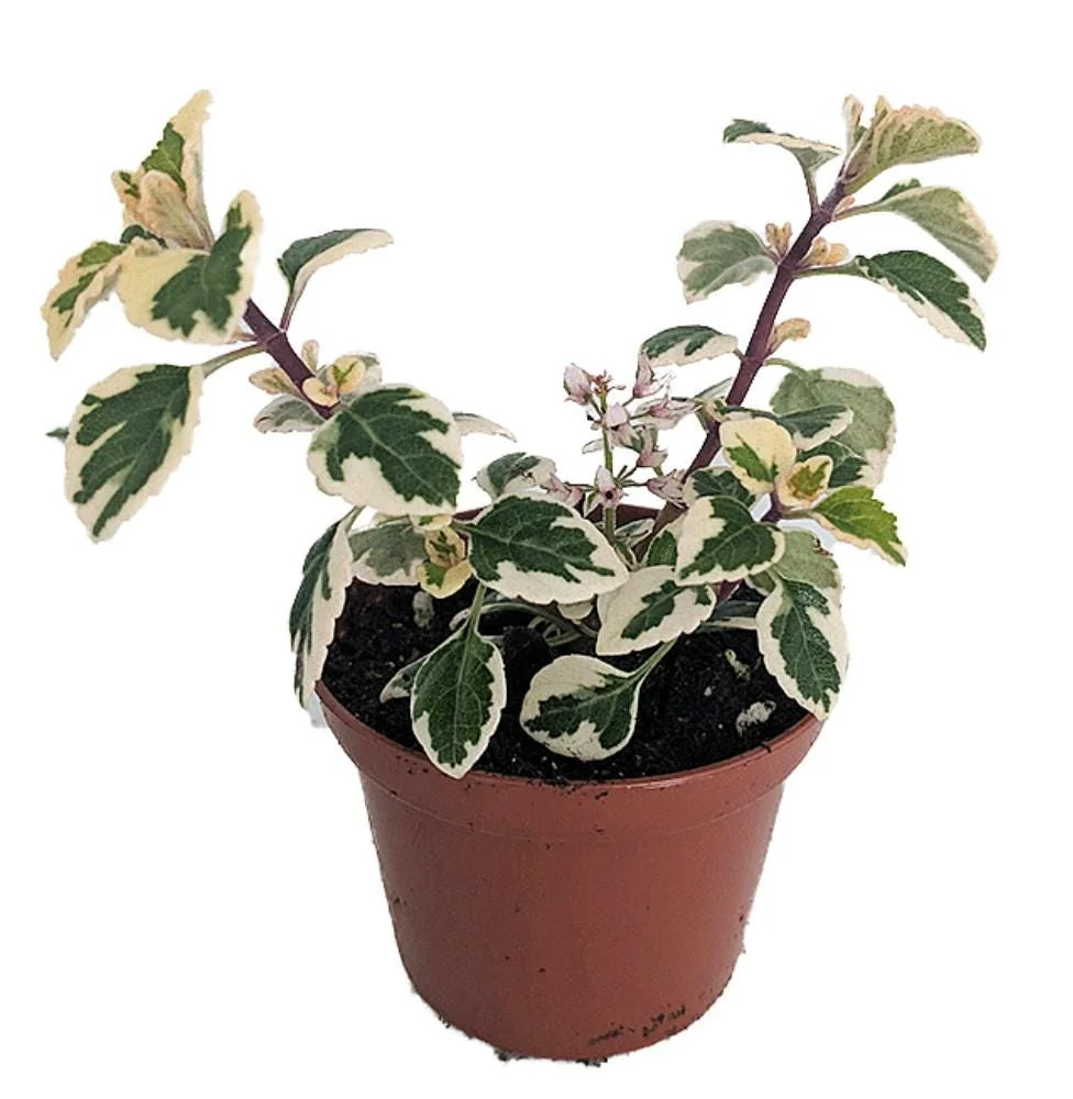 Hemizygia Kandy Kisses Live Plant – 2.5" Pot – Lavender Pink Flowers - Image 1