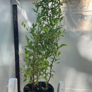 Henna Live Plant (Lawsonia inermis) for Mehndi Dye & Ornament | 1 Gallon Pot - Image 4