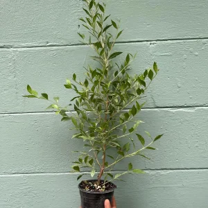 Henna Plant (Lawsonia inermis) Live Plant – 4