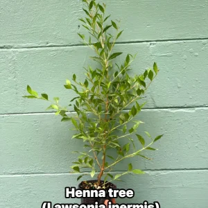 Henna Plant (Lawsonia inermis) Live Plant – 4" Pot – Herbal Dye Shrub - Image 1