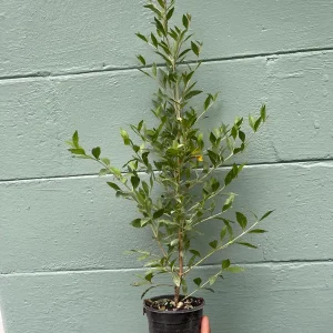 Henna Plant (Lawsonia inermis) Live Plant – 4