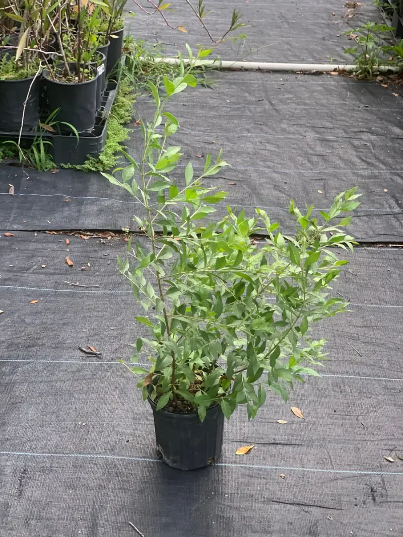 Henna Plant Live: Mehndi Dye & Ornamental Lawsonia Inermis