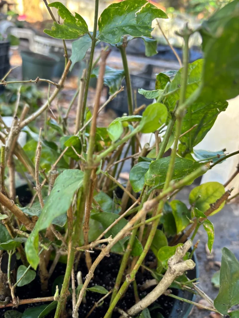 Henna Plant Live: Mehndi Dye & Ornamental Lawsonia Inermis