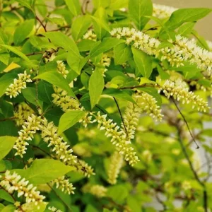 Henry's Garnet Virginia Sweetspire Live Plant – 12" Tall in 4" Pot – Outdoor Shrub - Image 1