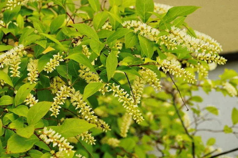 Henry's Garnet Virginia Sweetspire Live Plant – 12" Tall in 4" Pot – Outdoor Shrub - Image 1