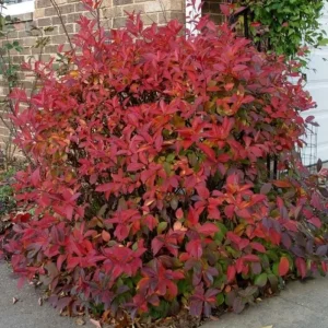 Henry's Garnet Virginia Sweetspire Live Plant – Red Fall Foliage Shrub – 4-inch Pot - Image 10