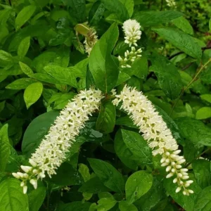 Henry's Garnet Virginia Sweetspire Live Plant – Red Fall Foliage Shrub – 4-inch Pot - Image 2