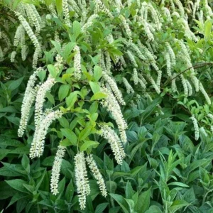 Henry's Garnet Virginia Sweetspire Live Plant – Red Fall Foliage Shrub – 4-inch Pot - Image 3