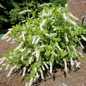 Henry's Garnet Virginia Sweetspire Live Plant – Red Fall Foliage Shrub – 4-inch Pot - Image 4