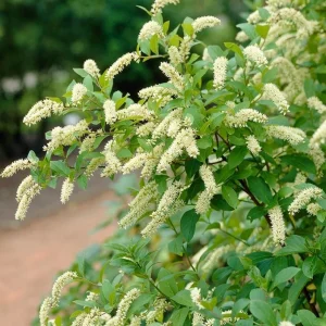 Henry's Garnet Virginia Sweetspire Live Plant – Red Fall Foliage Shrub – 4-inch Pot - Image 1