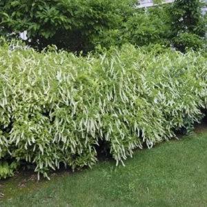 Henry's Garnet Virginia Sweetspire Live Plant – Red Fall Foliage Shrub – 4-inch Pot - Image 5