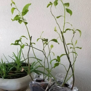 Henry's Garnet Virginia Sweetspire Live Plant – Red Fall Foliage Shrub – 4-inch Pot - Image 7