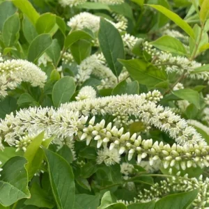 Henry's Garnet Virginia Sweetspire Live Plant – Red Fall Foliage Shrub – 4-inch Pot - Image 9