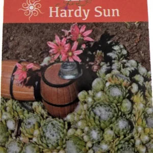 Hens & Chicks Live Plant - Sempervivum Succulent for Rock Gardens - 2.5" Pot - Image 2