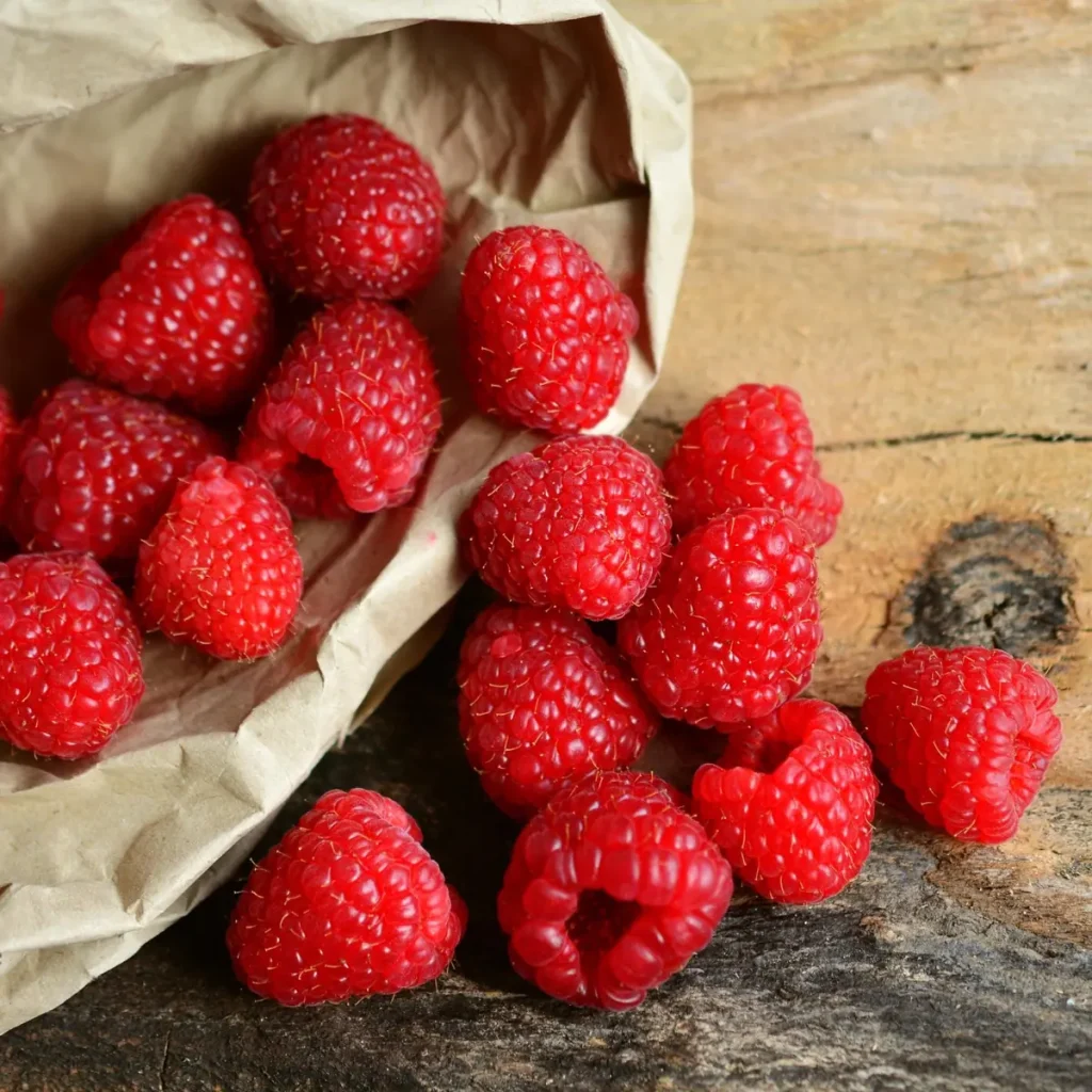 Raspberry Cane Roots Heritage Red Raspberry Plant - Everbearing Bare Root Cane