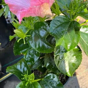 Hibiscus Hollywood Trophy Wife Live Plant - 6 inch Pot - Outdoor Shrub - Image 3