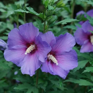 Hibiscus Live Plant Collection - 3 Plants 4 inch Pots - Violet, Rouge, Adorned - Image 1
