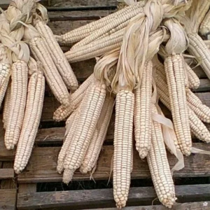 Hickory King White Corn Seeds - 1 Pound Organic Heirloom Flour Hominy Non-GMO - Image 1