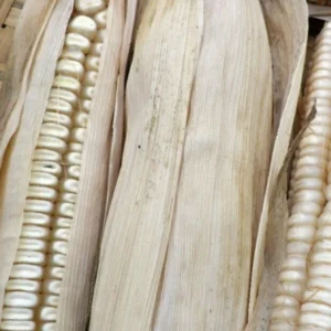 Hickory King White Dent Corn Seeds - Organic Heirloom, Non-GMO, 300 Seeds, Outdoor - Image 5