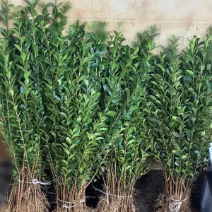 Hills Privet Bareroot Live Plant - 5 Plants, 18-24