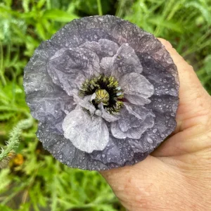 Himalayan Blue Poppy Flower Seeds - Perennial, Outdoor, Full Sun - Image 3
