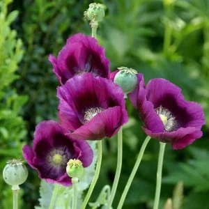 Himalayan Blue Poppy Flower Seeds - Perennial, Outdoor, Full Sun - Image 4