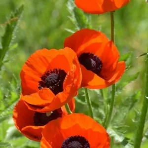 Himalayan Blue Poppy Flower Seeds - Perennial, Outdoor, Full Sun - Image 7