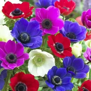 Himalayan Blue Poppy Flower Seeds - Perennial, Outdoor, Full Sun - Image 1
