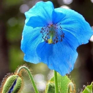 Himalayan Blue Poppy Meconopsis Seeds - Perennial Flowering Plant - 5000 Seeds - Image 2
